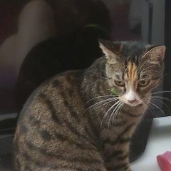 Подробнее об объявлении «Хабаровск Пропала кошка» Фото: пропала кошка  «Хабаровск Пропала кошка» в г. Хабаровск