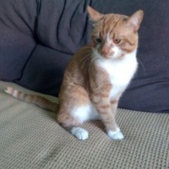 Подробнее об объявлении «Пропал кот Малаховка» Фото: пропала кошка  «Пропал кот Малаховка» в г. Малаховка