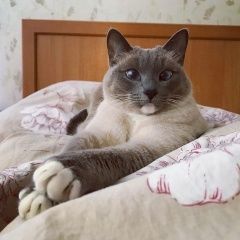 Подробнее об объявлении «Пропала кошка раменский район, д. пласкинино Бронницы» Фото: пропала кошка Тайская кошка «Пропала кошка раменский район, д. пласкинино...» в г. Бронницы