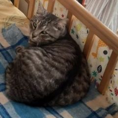 Подробнее об объявлении «Пропал кот серый в полоску кот Казань» Фото: пропала кошка  «Пропал кот серый в полоску кот Казань» в г. Казань