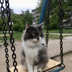 Подробнее об объявлении «Екатеринбург Пропал кот» Фото: пропала кошка  «Екатеринбург Пропал кот» в г. Екатеринбург