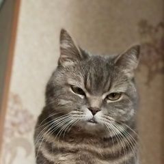 Подробнее об объявлении «Пропала кошка Чехов» Фото: пропала кошка  «Пропала кошка Чехов» в г. Чехов