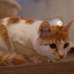 Подробнее об объявлении «Пропала кошка, бело-рыжая Загорянский» Фото: пропала кошка  «Пропала кошка, бело-рыжая Загорянский» в г. Загорянский
