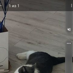 Картинка пропала кошка В городе Рязань потерялся коте. Рязань