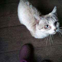 Подробнее об объявлении «Пропала кошка кот Ковров» Фото: пропала кошка  «Пропала кошка кот Ковров» в г. Ковров