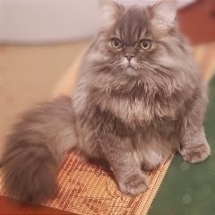 Подробнее об объявлении «Пропал кот Ростов-на-Дону» Фото: пропала кошка Скоттиш страйт (шотландская прямоухая) «Пропал кот Ростов-на-Дону» в г. Ростов-на-Дону