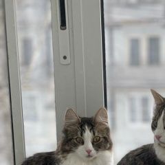 Подробнее об объявлении «Пропала кошка вознаграждение Чехов» Фото: пропала кошка  «Пропала кошка вознаграждение Чехов» в г. Чехов