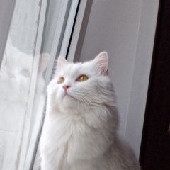 Подробнее об объявлении «Пропал кот Серпухов» Фото: пропала кошка  «Пропал кот Серпухов» в г. Серпухов