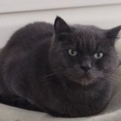 Подробнее об объявлении «Анапа Пропал кот» Фото: пропала кошка Британская короткошерстная кошка «Анапа Пропал кот» в г. Анапа