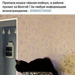 Подробнее об объявлении «Пропала кошка тел. Рыбинск» Фото: пропала кошка Мейн-кун «Пропала кошка тел. Рыбинск» в г. Рыбинск