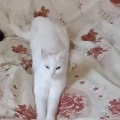 Подробнее об объявлении «Пропала кошка белая Нижний Тагил» Фото: пропала кошка  «Пропала кошка белая Нижний Тагил» в г. Нижний Тагил