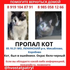 Подробнее об объявлении «Москва Пропал кот в подмосковье» Фото: пропала кошка  «Москва Пропал кот в подмосковье» в г. Москва