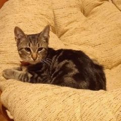 Подробнее об объявлении «Ярославль Пропал кот перекоп - ёнок» Фото: пропала кошка  «Ярославль Пропал кот перекоп - ёнок» в г. Ярославль