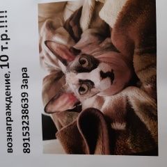 Подробнее об объявлении «Москва Пропала кошка» Фото: пропала кошка Сфинкс «Москва Пропала кошка» в г. Москва