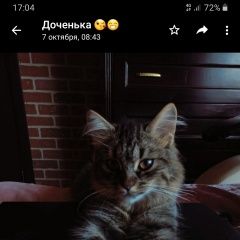 Подробнее об объявлении «Пропала кошка Кубинка» Фото: пропала кошка  «Пропала кошка Кубинка» в г. Кубинка