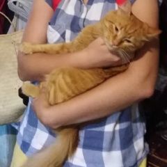 Подробнее об объявлении «Пропал кот Джанкой» Фото: пропала кошка  «Пропал кот Джанкой» в г. Джанкой