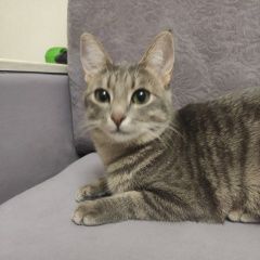 Подробнее об объявлении «Пропала кошка Казань» Фото: пропала кошка  «Пропала кошка Казань» в г. Казань