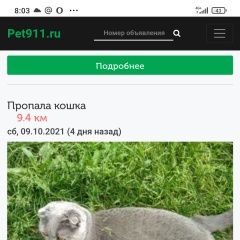 Подробнее об объявлении «Москва Пропала кошка.г. британка» Фото: пропала кошка Британская короткошерстная кошка «Москва Пропала кошка.г. британка» в г. Москва