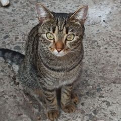 Подробнее об объявлении «Воронеж Пропала кошка» Фото: пропала кошка  «Воронеж Пропала кошка» в г. Воронеж