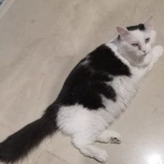 Подробнее об объявлении «Кохма Пропала кошка» Фото: пропала кошка  «Кохма Пропала кошка» в г. Кохма