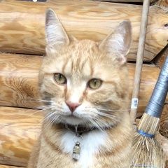 Подробнее об объявлении «Чехов Пропал кот домашний рыжий кот в с. молоди» Фото: пропала кошка  «Чехов Пропал кот домашний рыжий кот в с. молоди» в г. Чехов