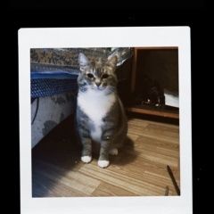 Подробнее об объявлении «Пропал кот Омск» Фото: пропала кошка Грейхаунд «Пропал кот Омск» в г. Омск