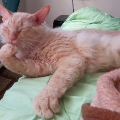 Подробнее об объявлении «Пропал кот в снт цедень. дубрава Дальнее Константиново» Фото: пропала кошка Сфинкс «Пропал кот в снт цедень. дубрава Дальнее...» в г. Дальнее Константиново