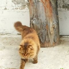 Подробнее об объявлении «Красноярск Пропала кошка» Фото: пропала кошка  «Красноярск Пропала кошка» в г. Красноярск