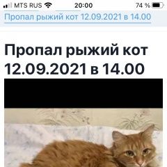 Подробнее об объявлении «Москва Пропал кот. рыжий кот филька» Фото: пропала кошка  «Москва Пропал кот. рыжий кот филька» в г. Москва