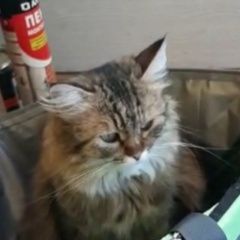 Подробнее об объявлении «Пропала кошка за вознаграждение Армавир» Фото: пропала кошка Сибирская кошка «Пропала кошка за вознаграждение Армавир» в г. Армавир