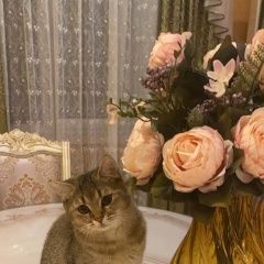 Подробнее об объявлении «Пропал кот Казань» Фото: пропала кошка Британская короткошерстная кошка «Пропал кот Казань» в г. Казань