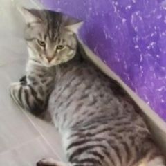 Подробнее об объявлении «Пропал кот Уфа» Фото: пропала кошка  «Пропал кот Уфа» в г. Уфа