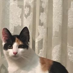 Подробнее об объявлении «Пропала кошка Санкт-Петербург» Фото: пропала кошка  «Пропала кошка Санкт-Петербург» в г. Санкт-Петербург