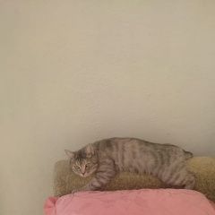Подробнее об объявлении «Пропала кошка Томск» Фото: пропала кошка  «Пропала кошка Томск» в г. Томск