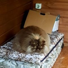 Подробнее об объявлении «Пропала кошка Луга» Фото: пропала кошка Британская длинношерстная кошка «Пропала кошка Луга» в г. Луга