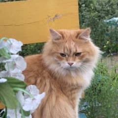 Подробнее об объявлении «Пропал кот Санкт-Петербург» Фото: пропала кошка  «Пропал кот Санкт-Петербург» в г. Санкт-Петербург