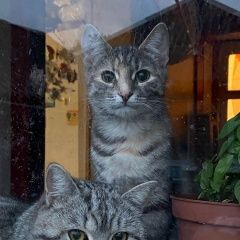 Подробнее об объявлении «Белгород Пропала кошка» Фото: пропала кошка  «Белгород Пропала кошка» в г. Белгород
