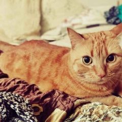 Подробнее об объявлении «Пропала кошка рыжая, кличка “мелиса” (шотландка, окрас Электросталь» Фото: пропала кошка  «Пропала кошка рыжая, кличка “мелиса”...» в г. Электросталь