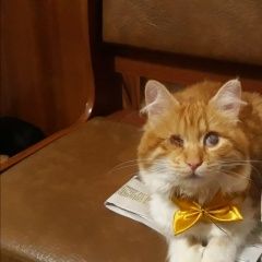 Подробнее об объявлении «Пропал кот Туапсе» Фото: пропала кошка  «Пропал кот Туапсе» в г. Туапсе