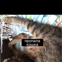 Подробнее об объявлении «Пропала кошка Астрахань» Фото: пропала кошка  «Пропала кошка Астрахань» в г. Астрахань