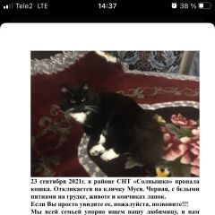 Подробнее об объявлении «Красноярск Пропала кошка помогите найти» Фото: пропала кошка  «Красноярск Пропала кошка помогите найти» в г. Красноярск