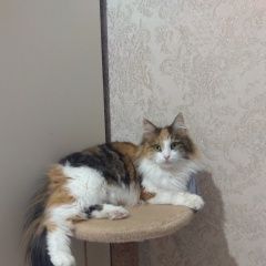 Подробнее об объявлении «Пропала кошка Махачкала» Фото: пропала кошка  «Пропала кошка Махачкала» в г. Махачкала