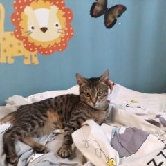 Подробнее об объявлении «Пропал кот персик Оренбург» Фото: пропала кошка  «Пропал кот персик Оренбург» в г. Оренбург