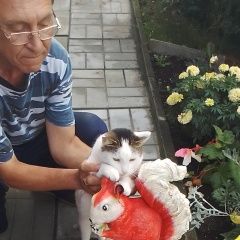 Подробнее об объявлении «Пропал кот кокос Купавна» Фото: пропала кошка  «Пропал кот кокос Купавна» в г. Купавна