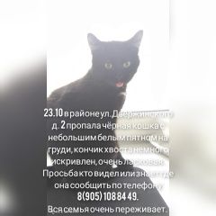 Подробнее об объявлении «Пропала кошка Кохма» Фото: пропала кошка  «Пропала кошка Кохма» в г. Кохма
