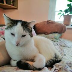 Подробнее об объявлении «Пропал кот Балашиха» Фото: пропала кошка  «Пропал кот Балашиха» в г. Балашиха