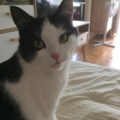Подробнее об объявлении «Пропала кошка. потерялась кошка Лобня» Фото: пропала кошка  «Пропала кошка. потерялась кошка Лобня» в г. Лобня