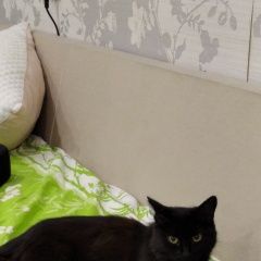 Подробнее об объявлении «Пропала кошка. помогите найти Первоуральск» Фото: пропала кошка  «Пропала кошка. помогите найти Первоуральск» в г. Первоуральск