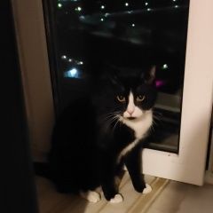 Подробнее об объявлении «Пропал кот Малаховка» Фото: пропала кошка  «Пропал кот Малаховка» в г. Малаховка