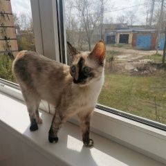 Подробнее об объявлении «Новокуйбышевск Пропала кошка в е» Фото: пропала кошка Сиамская кошка «Новокуйбышевск Пропала кошка в е» в г. Новокуйбышевск